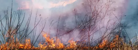 wildland fire