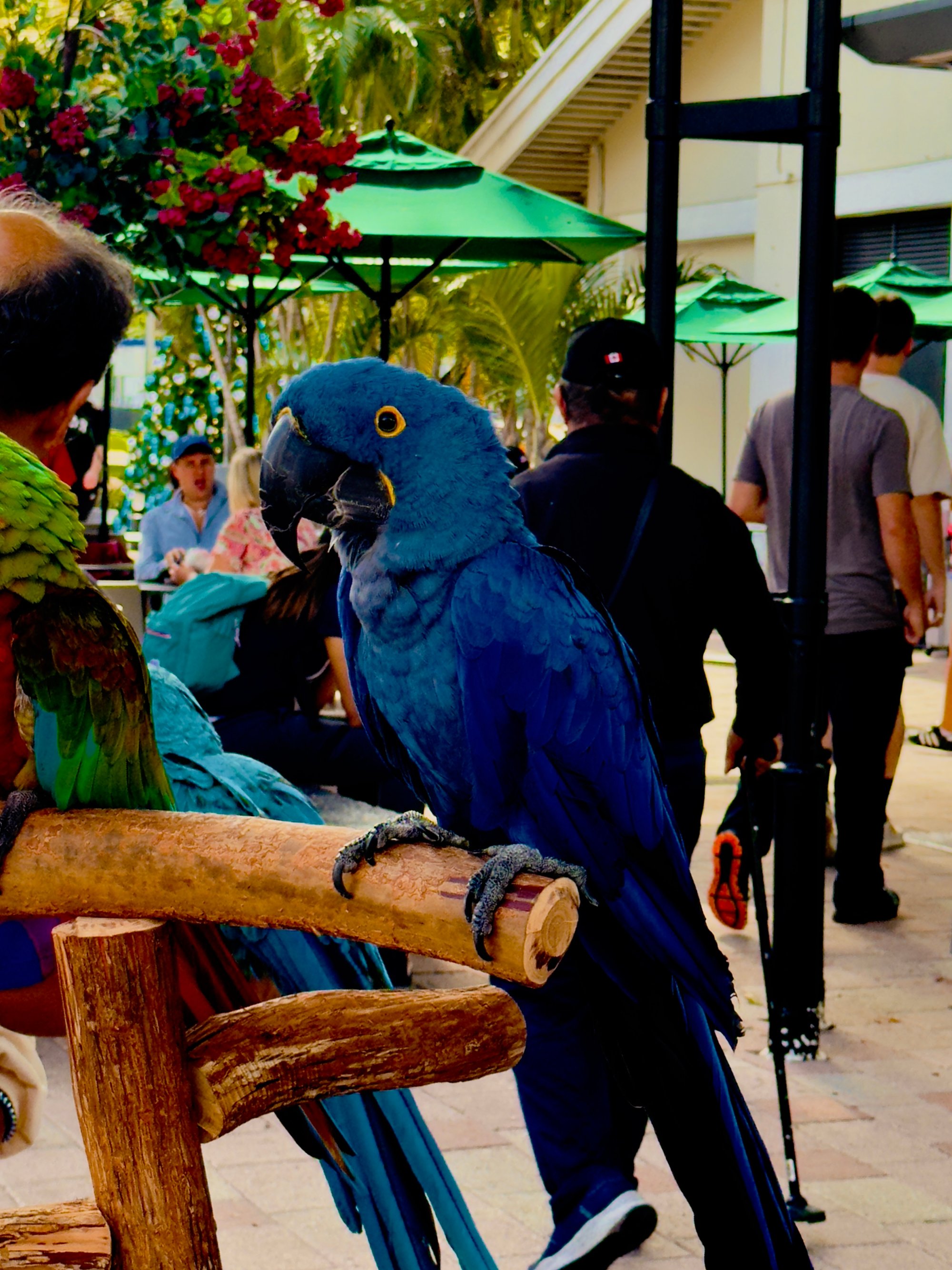 Blue Parrot