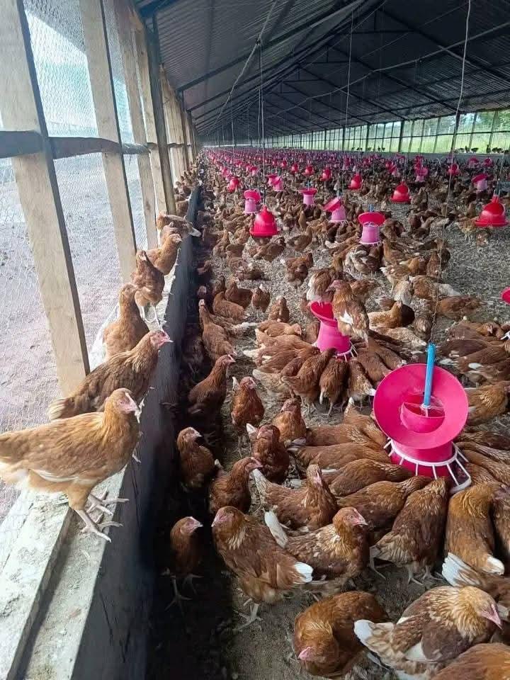 Online Poultry Clazz