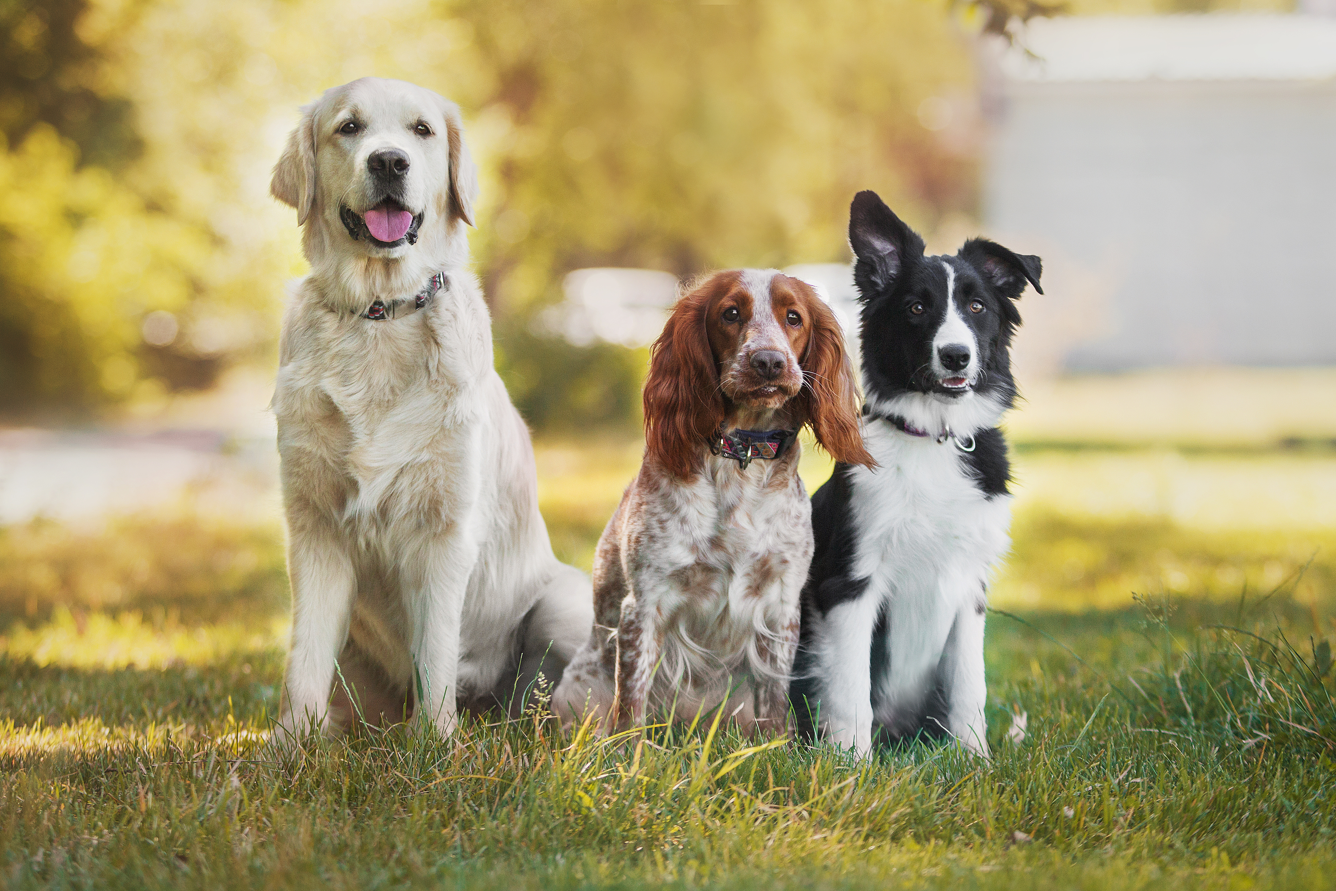 Image of group2_petfriendlydogs