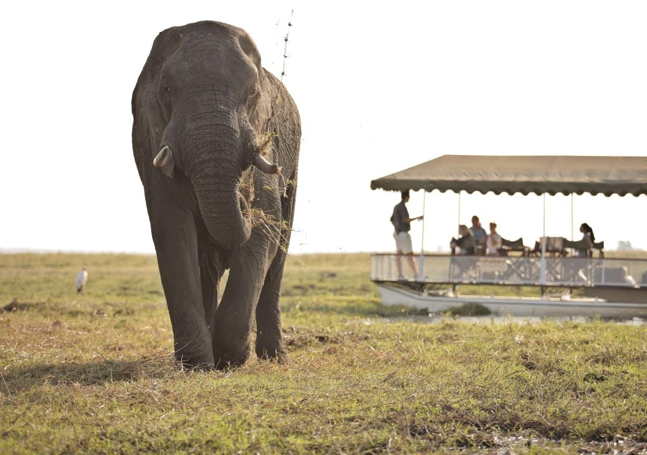 Boat cruise elephant viewing Chobe Under Canvas