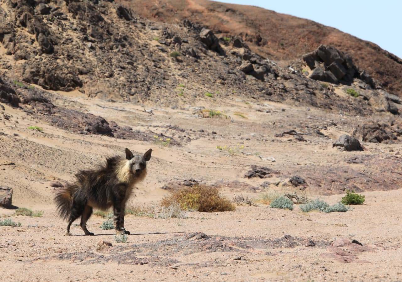 Brown hyena on the move at Hoanib Skeleton Coast