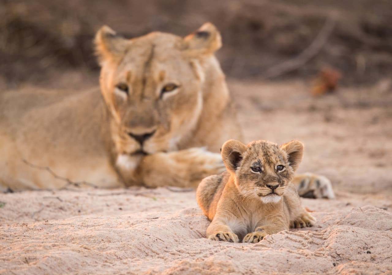 Chikwenya lion cub