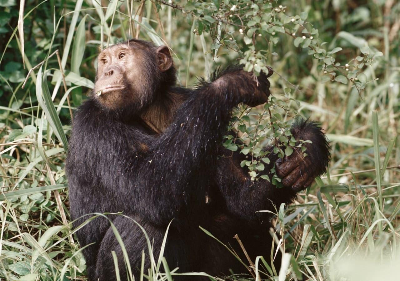 Chimp Kyambura Gorge Lodge