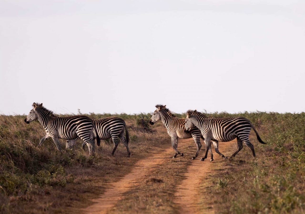 Game drive zebra