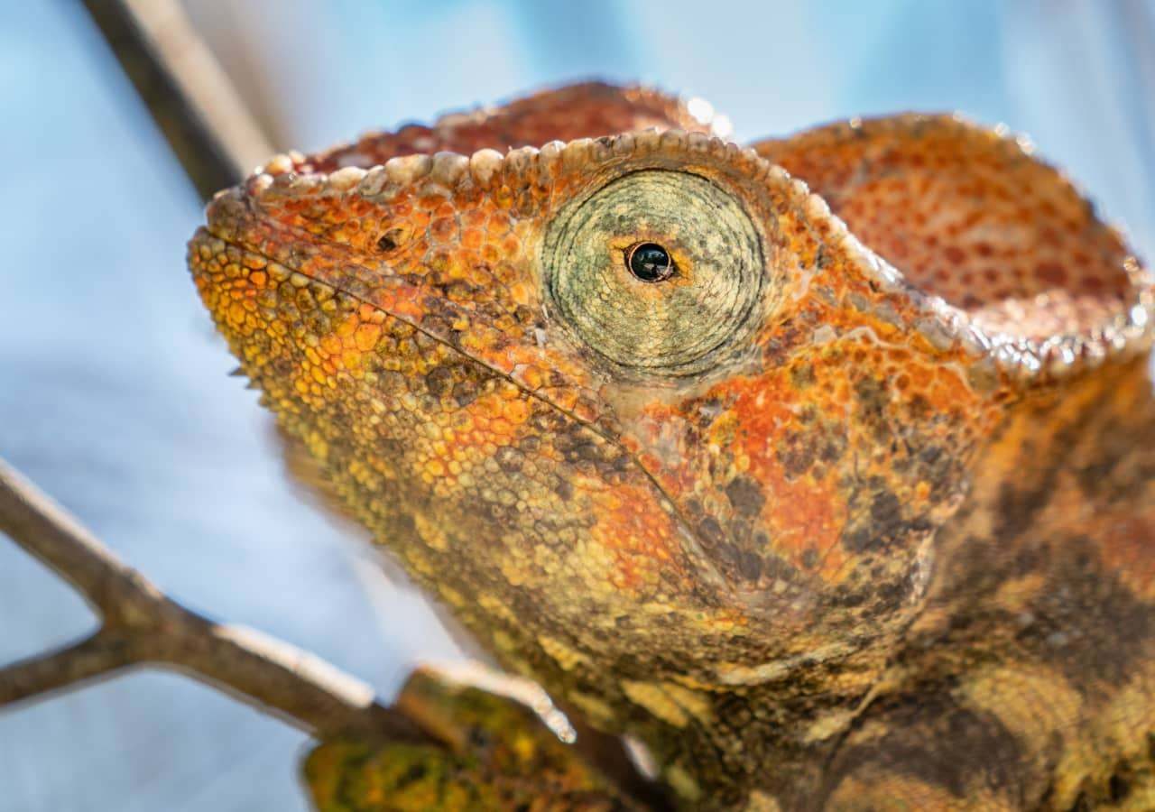 Miavana chameleon