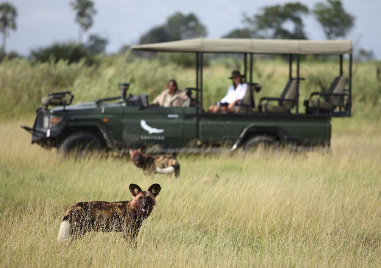 Safari game drive wild dog Nxabega