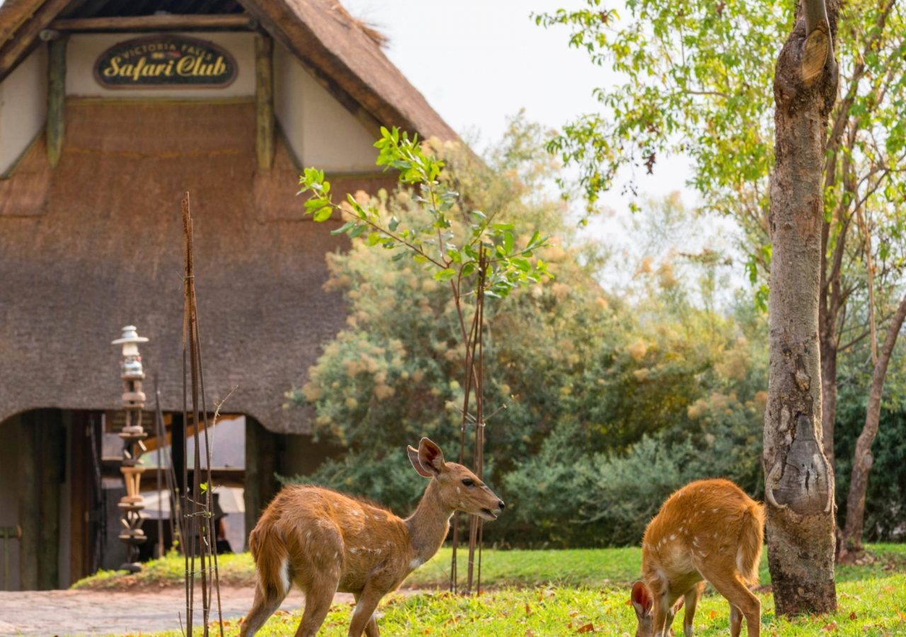 Wildlife Victoria Falls Safari Club