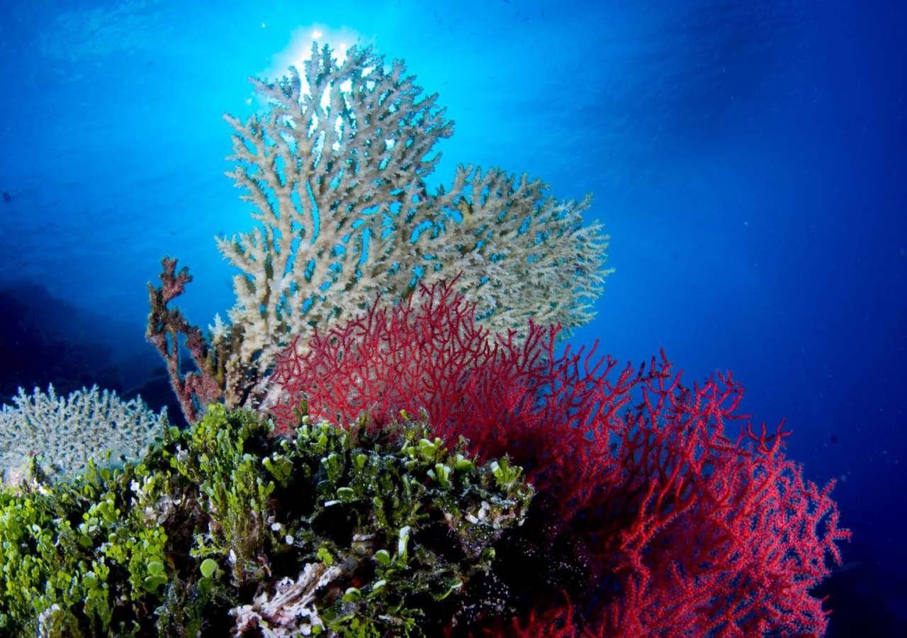 Red coral diving Amari Havodda
