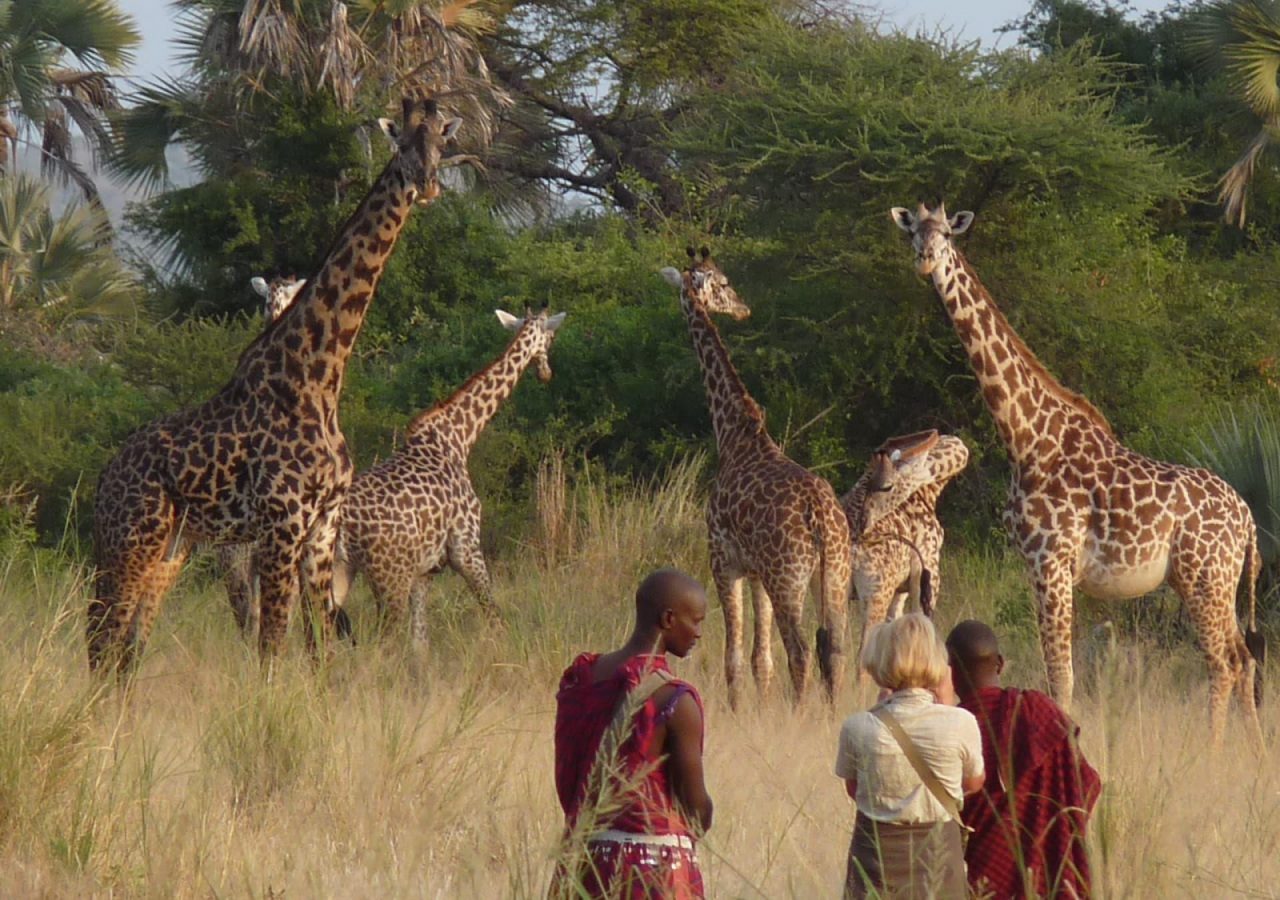 Walking safari giraffe tarangire Chem Chem