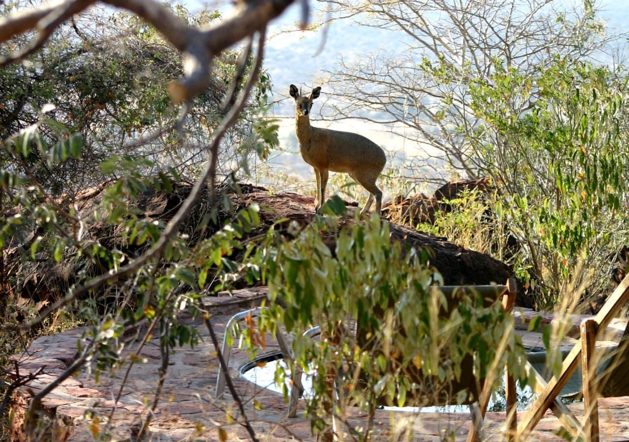 Waterberg plateau lodge wildlife