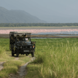 L game drive and flamingos at lake manyara jpg