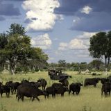 L safari game drive