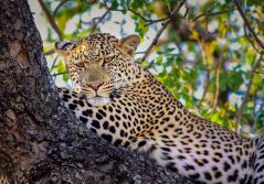 Ngala safari lodge leopard