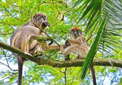 Primate Lodge wildlife