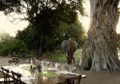 B dinner setup with elephant