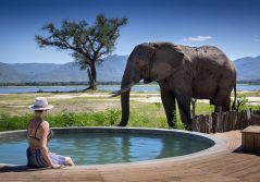 Nyamatusi elephant pool