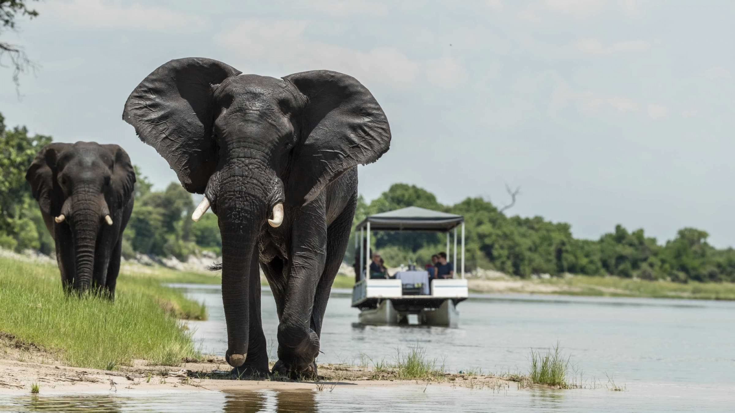 Chobe Hero
