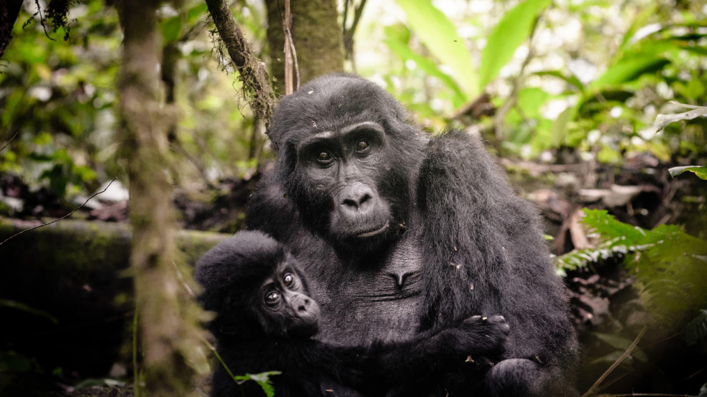 Gorilla Forest Camp trek hero