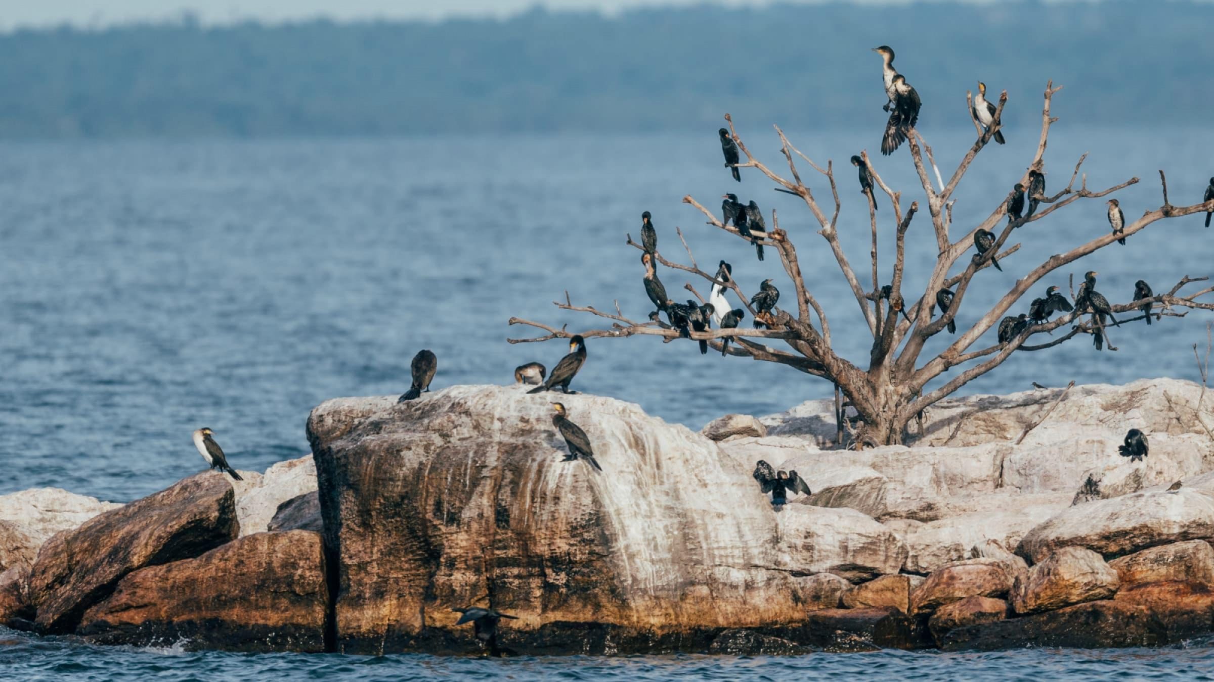 Lake Victoria Hero