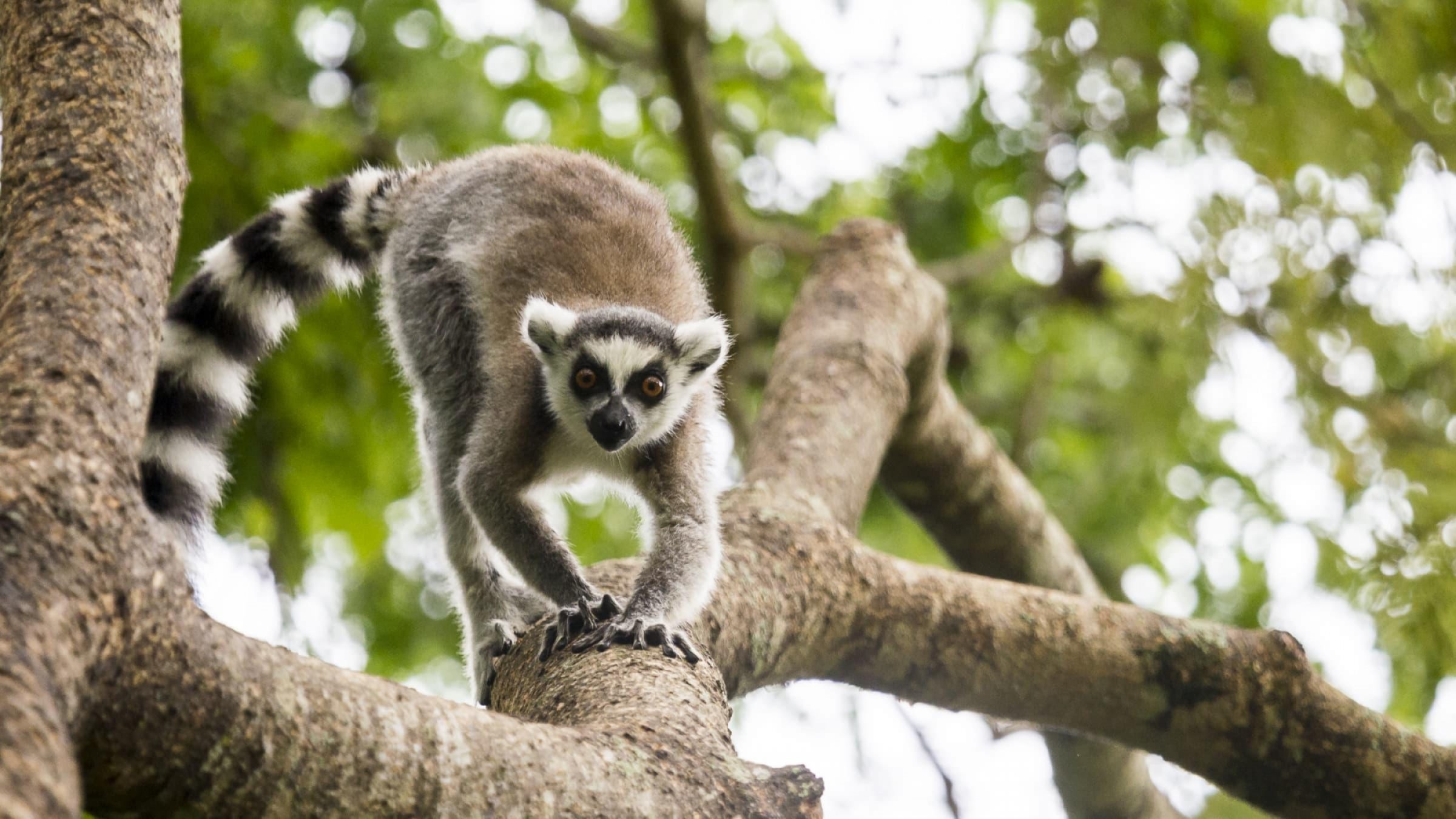 Mandrare River Camp lemur