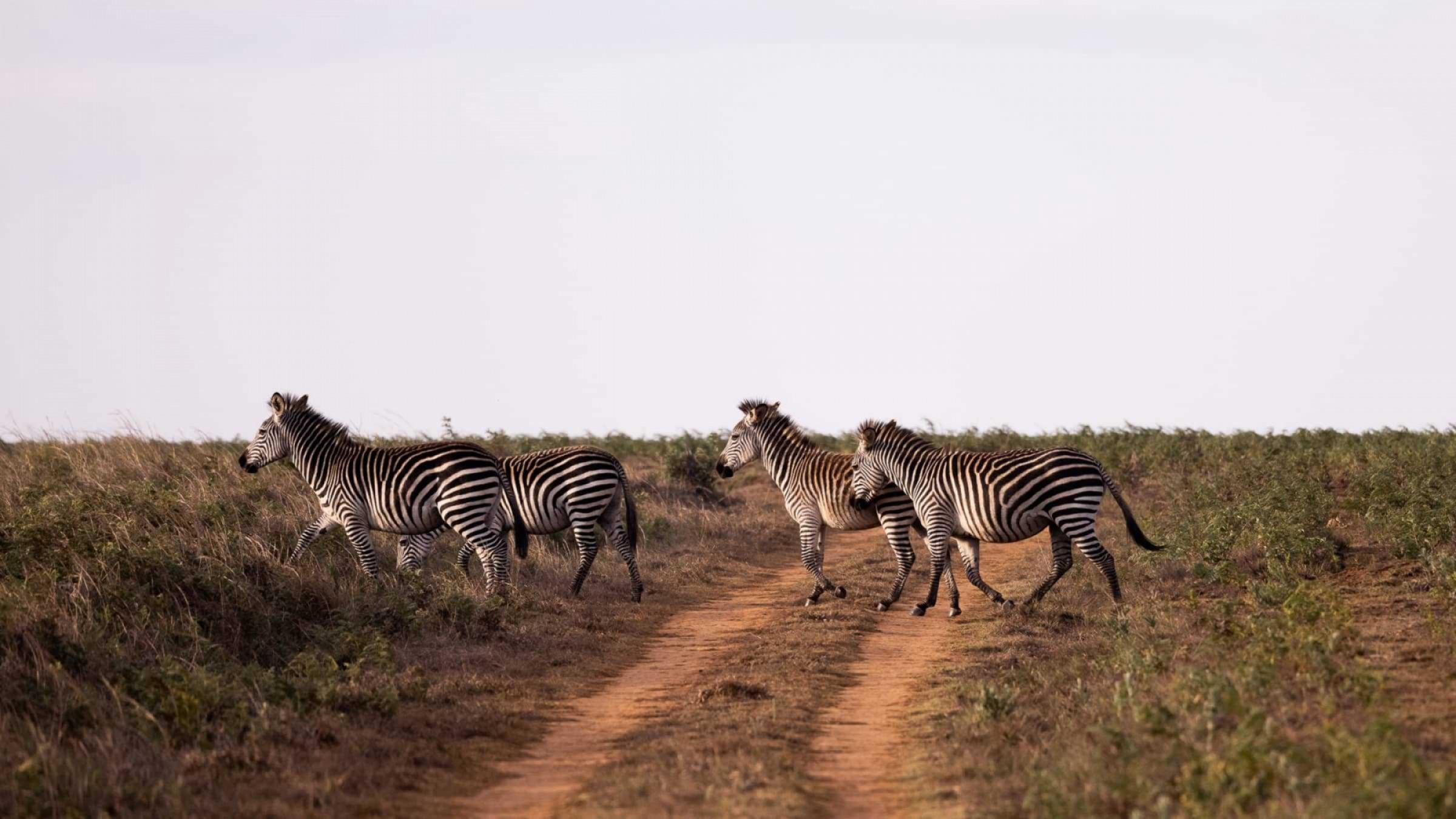 Nyika Plateau Hero