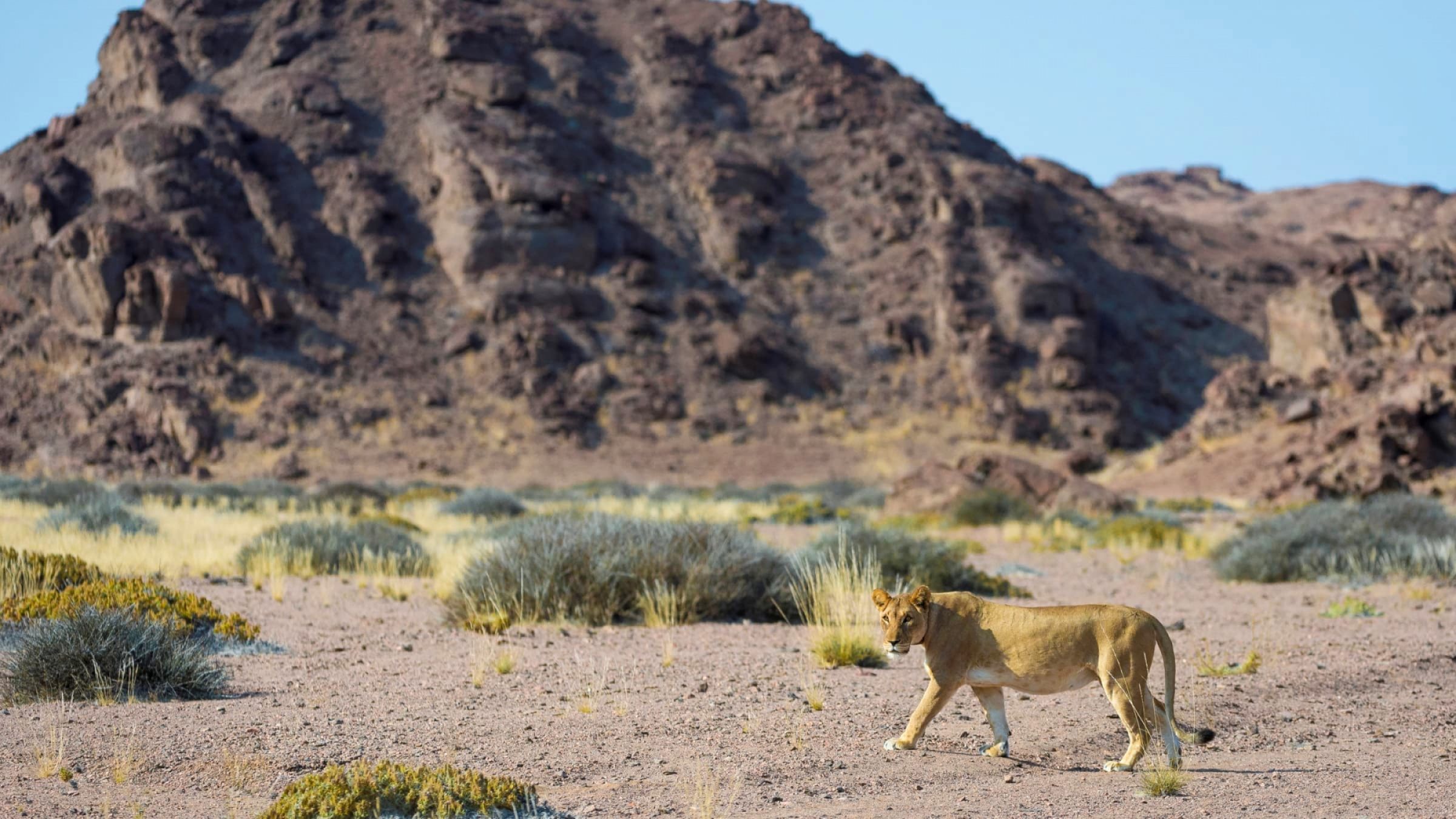 Skeleton Coast Hero