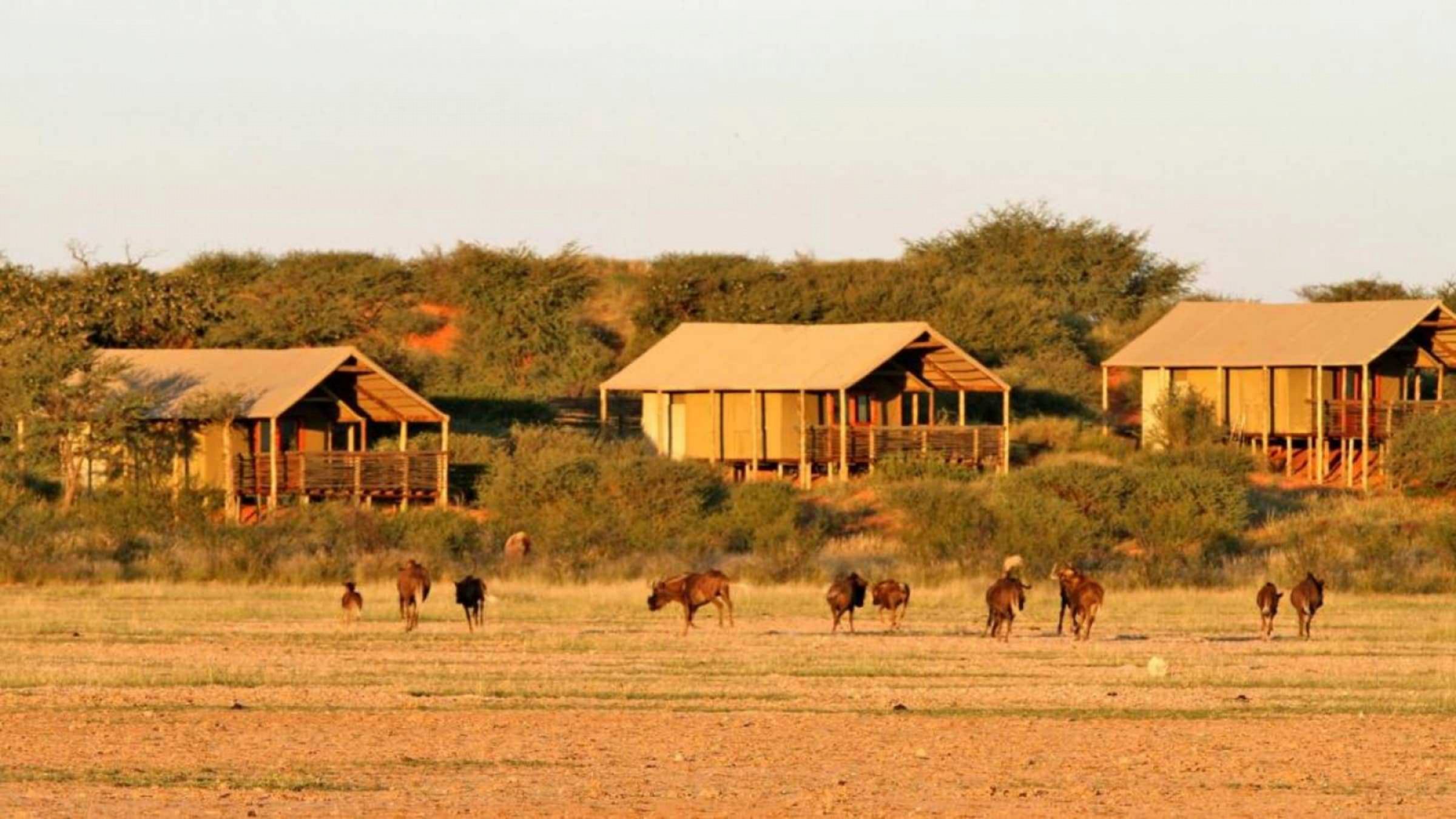 Suricate Tented Lodge hero