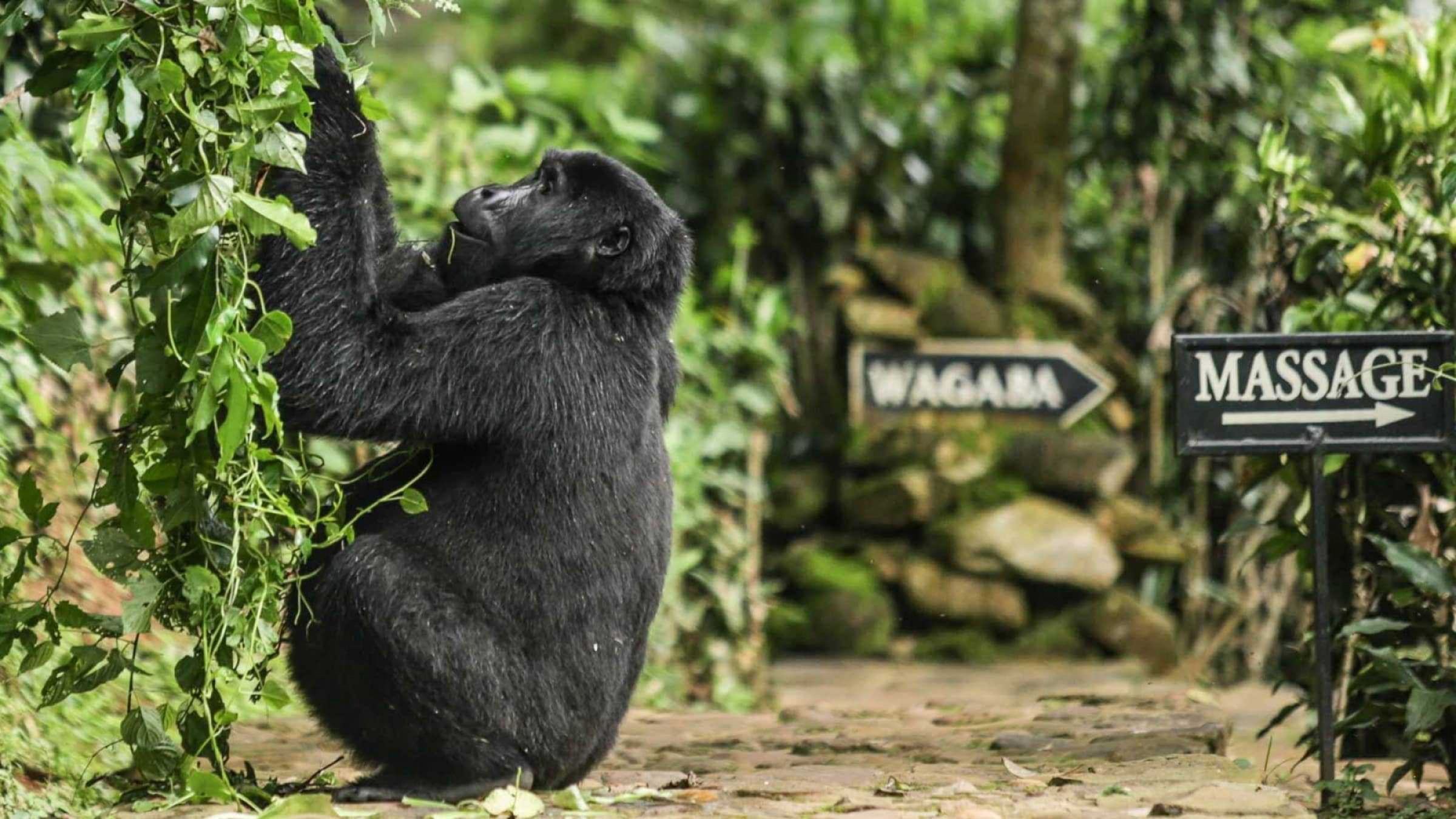 Uganda hero
