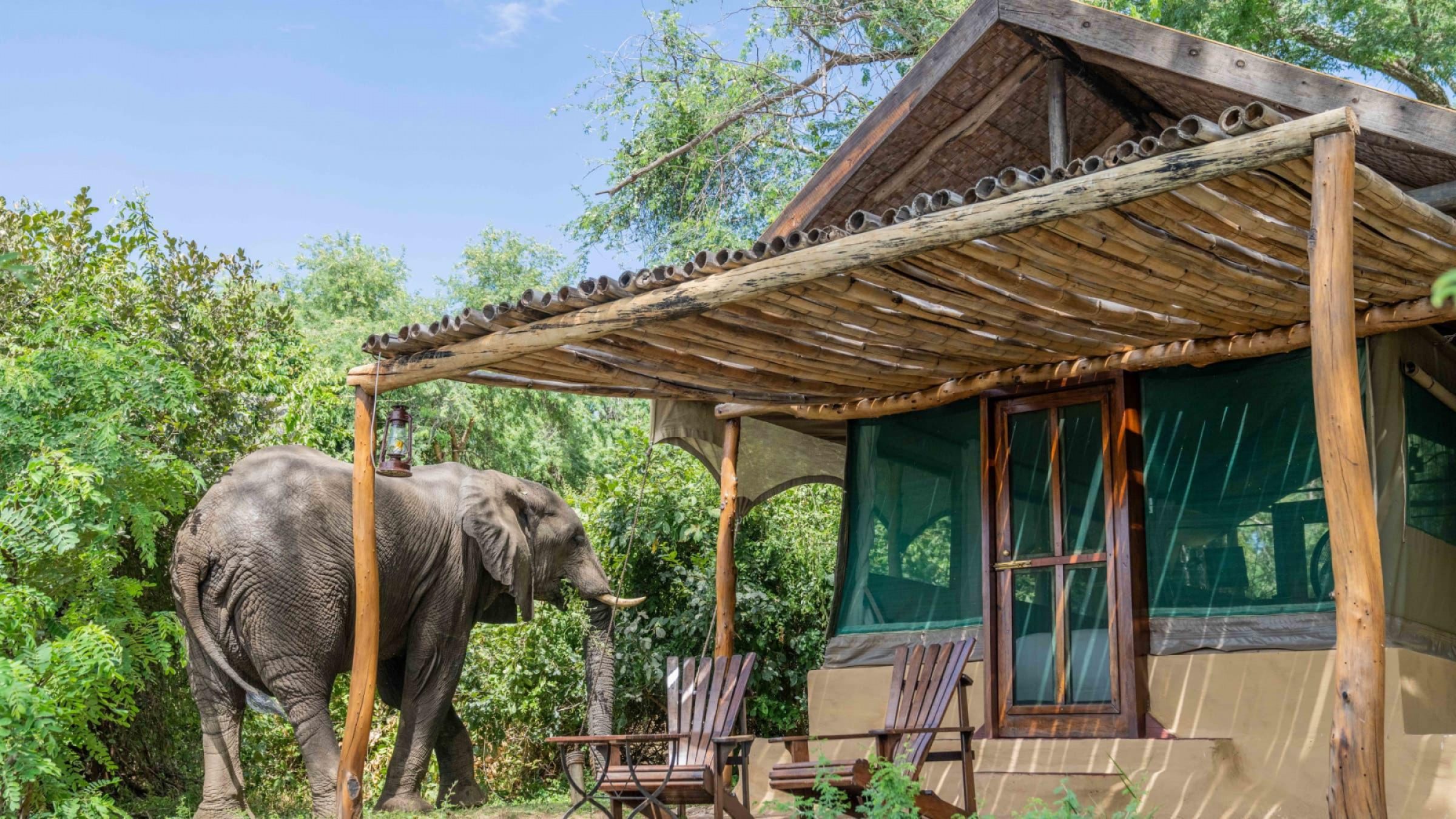 H elephant outside guest tent