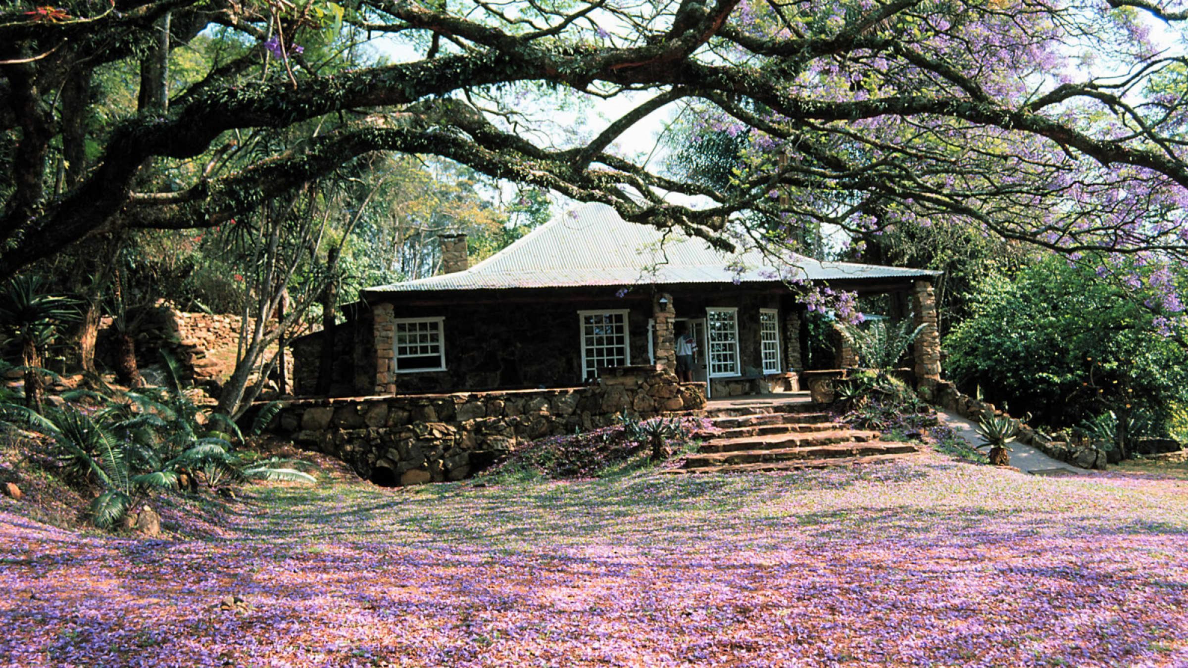 H exterior view at jacaranda time
