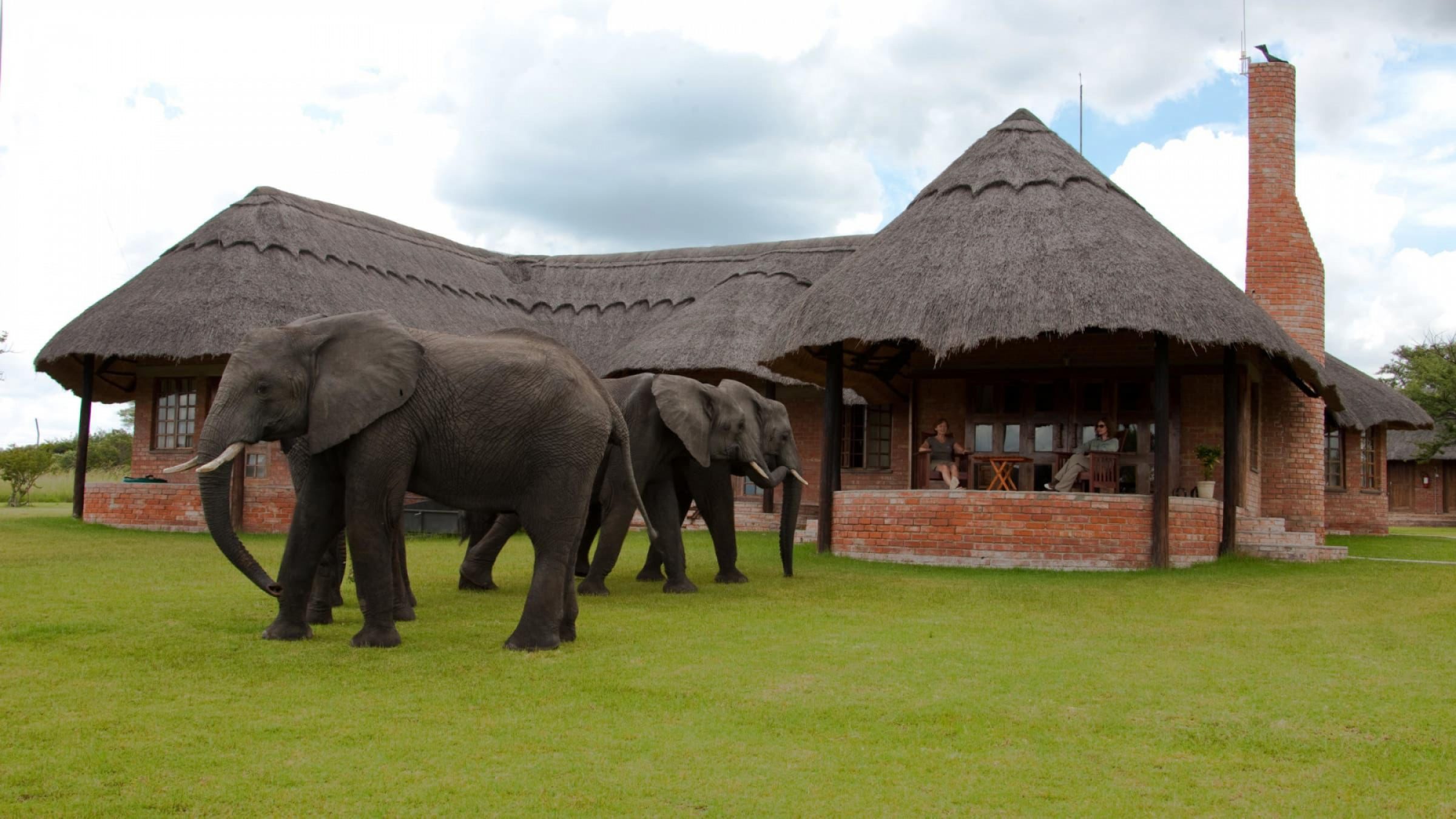H self catering lodge with elephants