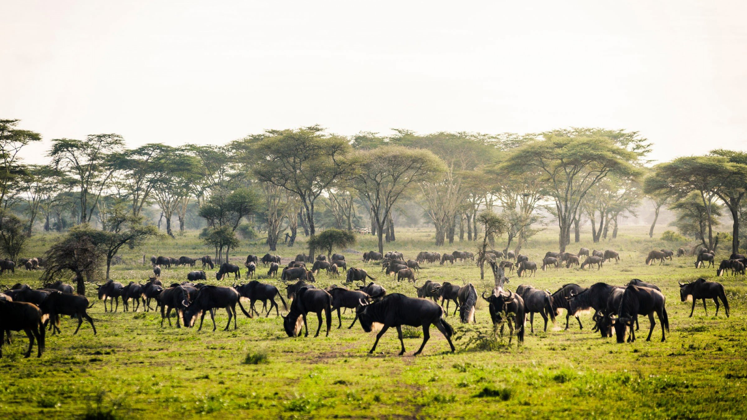Tanzania hero image