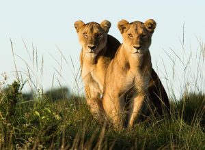 Lionesses Angama Mara Maasai Mara