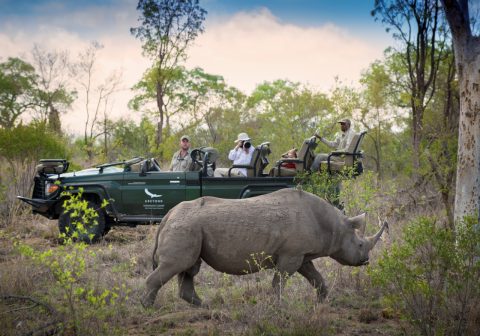 Tengile Kruger Rhino Game Drive