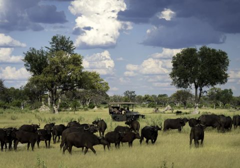 L safari game drive