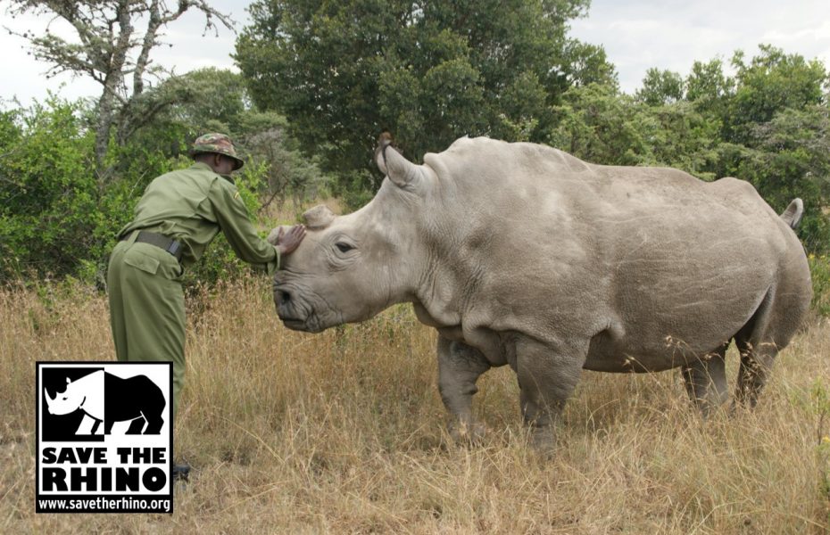 Save the rhino image