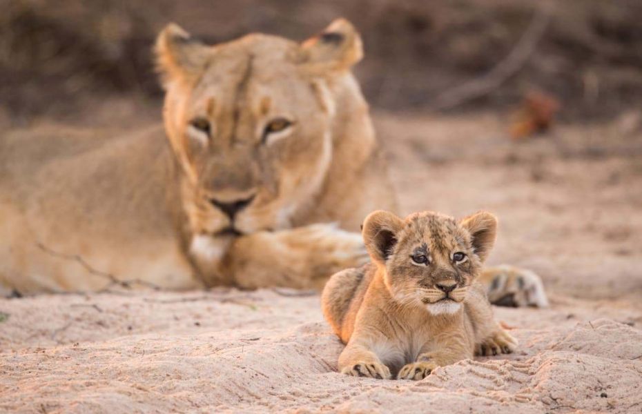 Chikwenya lion cub