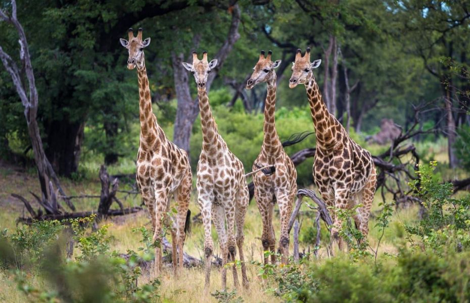 Giraffe okavango jao camp