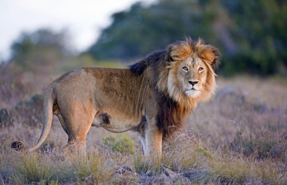 Hlosi game lodge lion