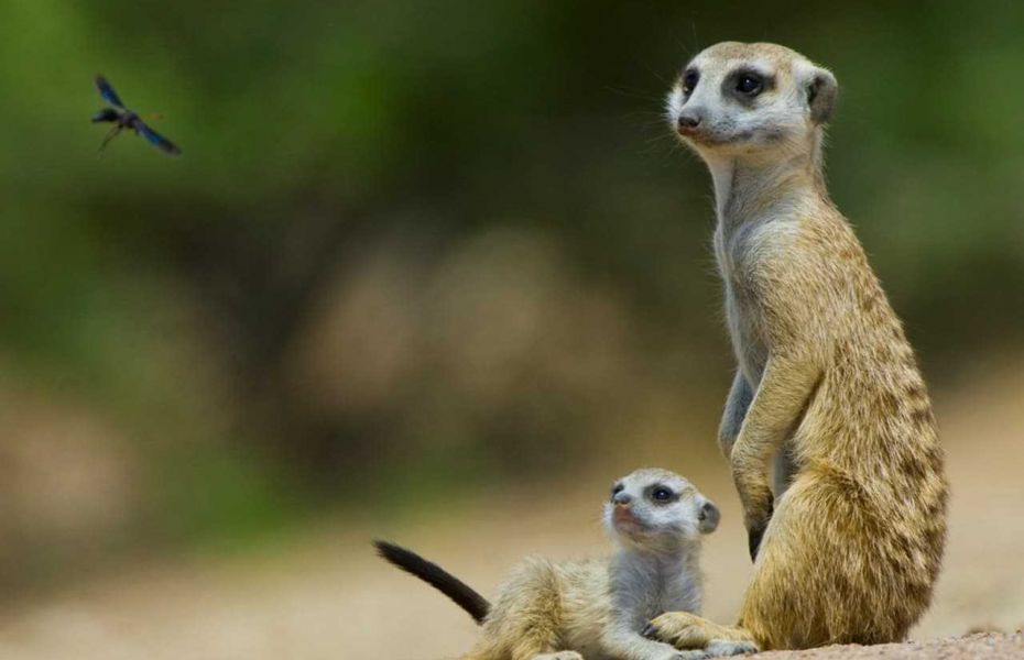 Meerkat tswalu khalahari