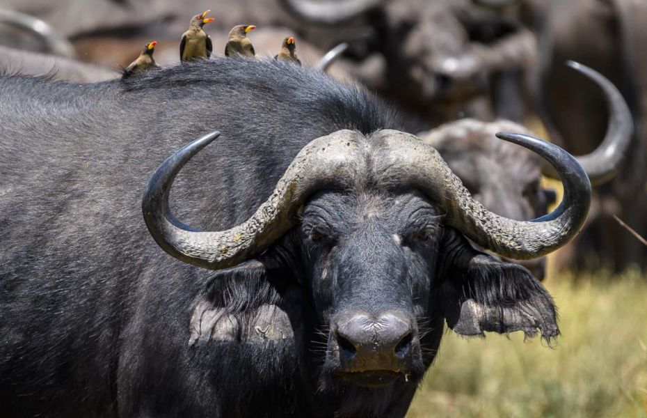 Qorokwe camp cape buffalo