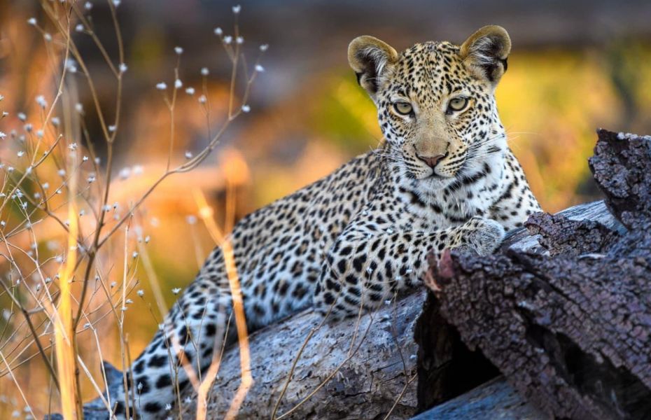 Qorokwe Camp leopard cub