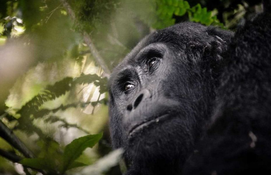 Sanctuary gorilla uganda trek