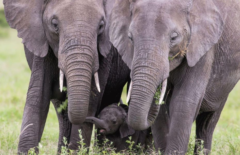 Angama mara maasai elephant and calf
