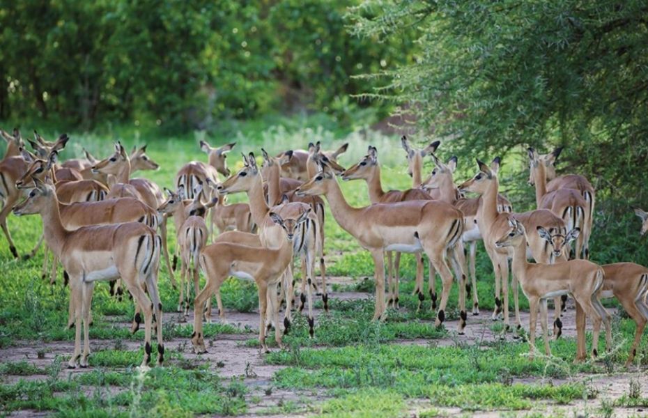 Ceire profile impala