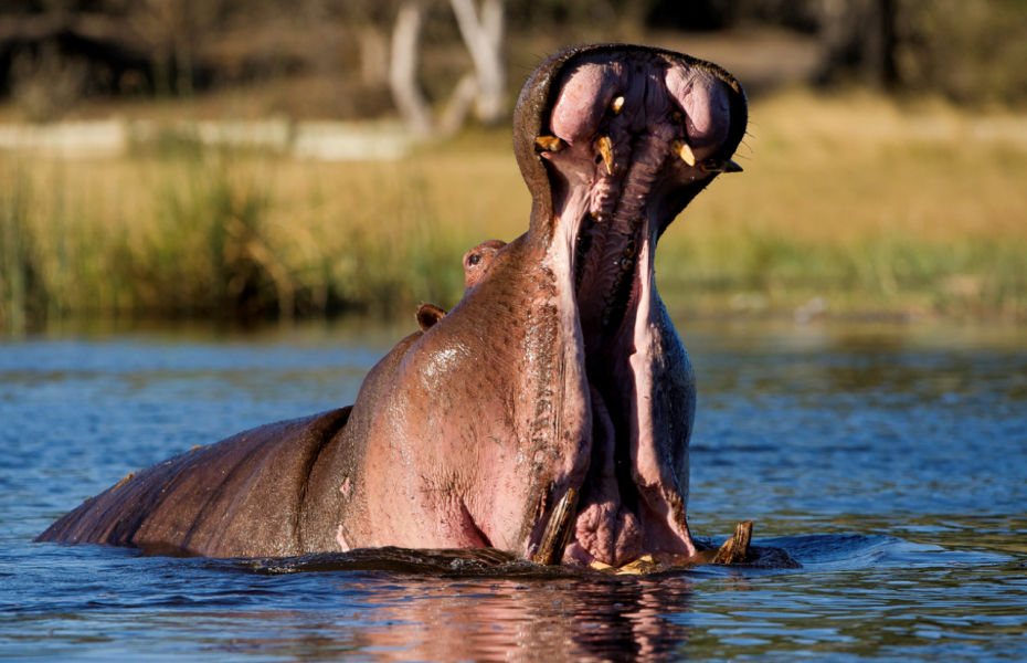 Duma tau camp hippo