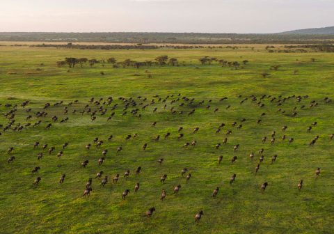 5 Legendary Serengeti the great migration