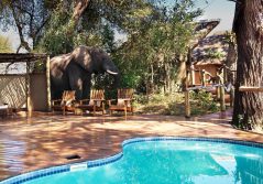 Lagoon camp elephant by the pool 1280