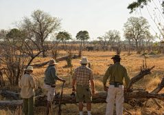 Linyanti bush camp walking safari in linyanti 1280